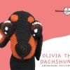 Olivia the Dachshund